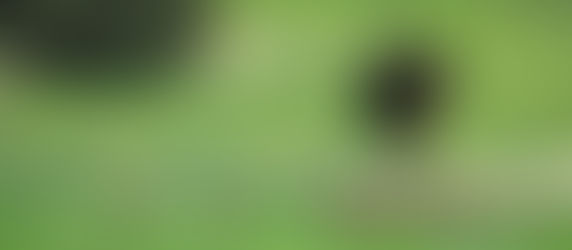 Day 4: Mata Mata to Nossob.