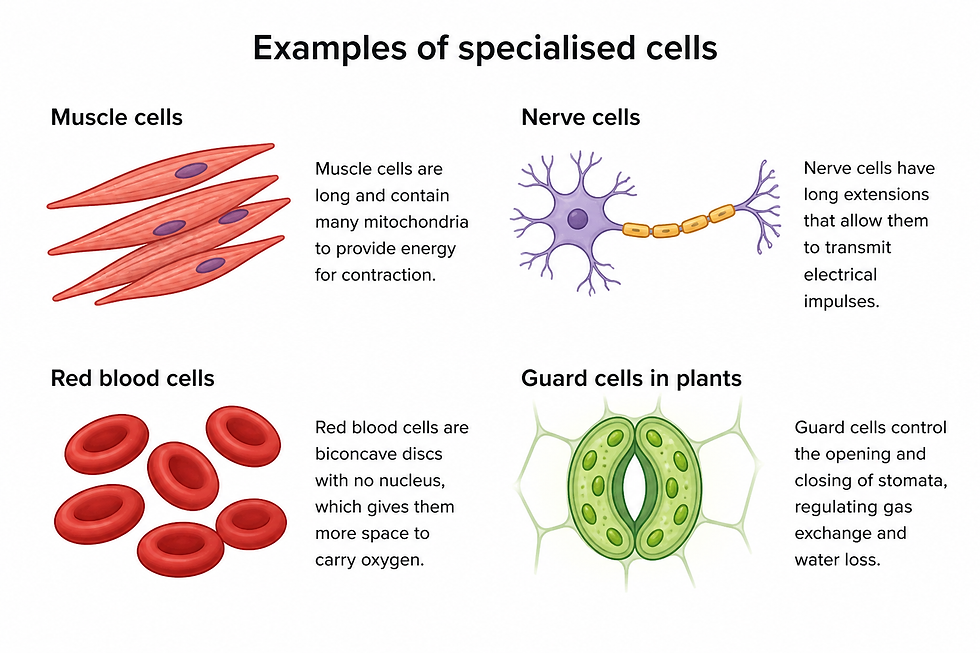Examples of specialised cells explained