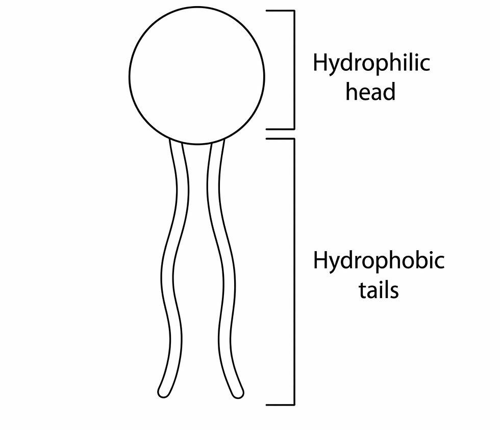 What phospholipids are
A phospholipid is a molecule with:
a hydrophilic head, which is attracted to water
hydrophobic tails, which repel water
