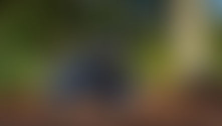 Triumph Scrambler 400 X Reviewed