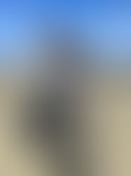 Triumph TF 250-C Claims Its First NZ Title at Burt Munro Challenge