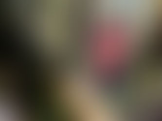 MY27 Beta XTrainer 300 Confirmed for NZ: What’s New for 2027