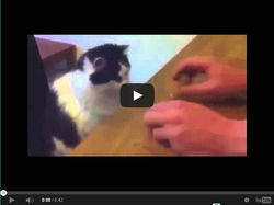 Worlds most talented Pig - Amazing A