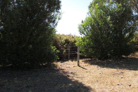 Gorse Furze Infestation Hedge