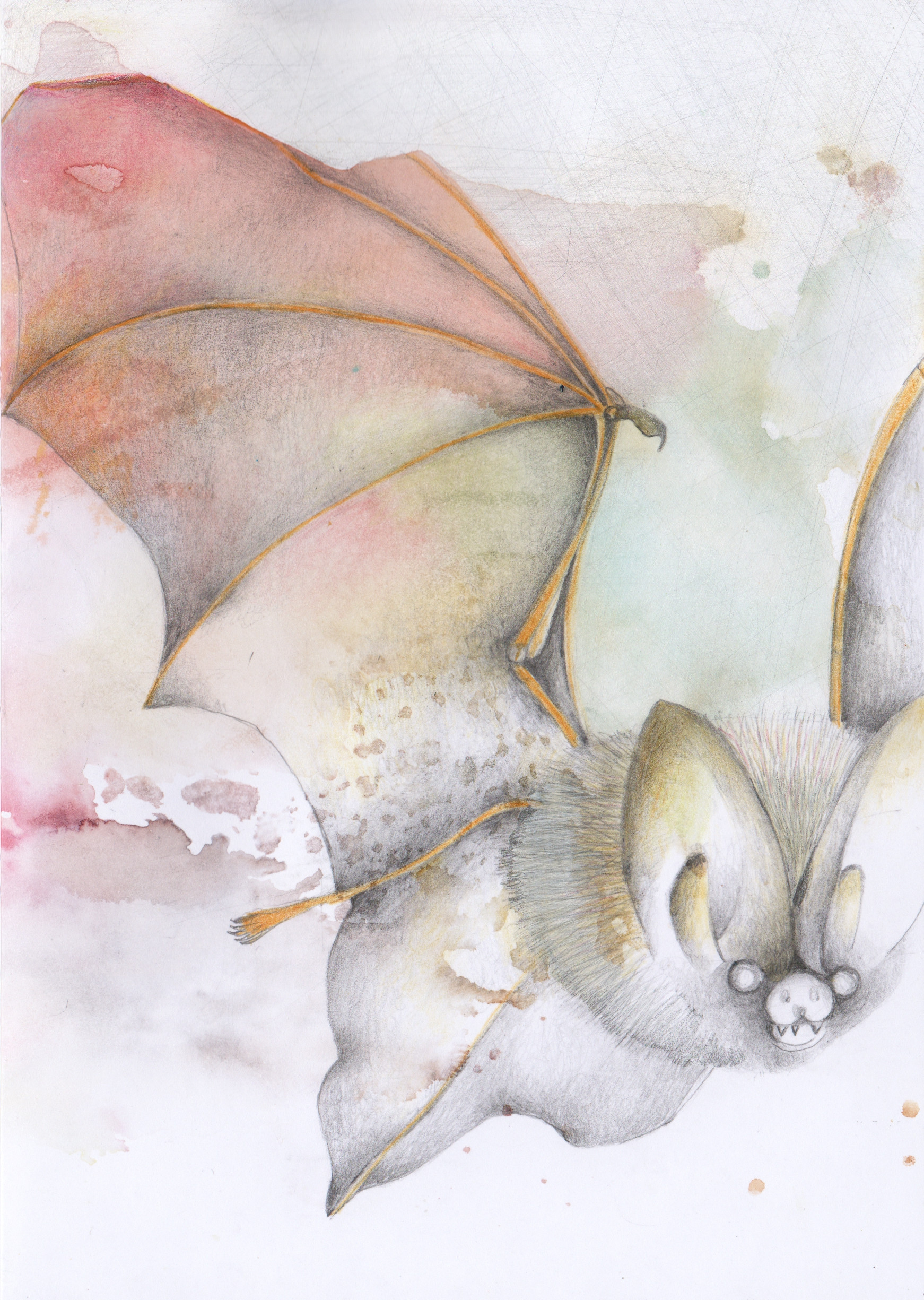 Pipistrello