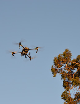 T50 Drone Spraying