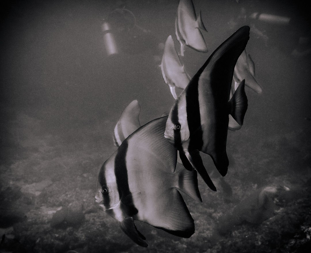 Casal de peixes
