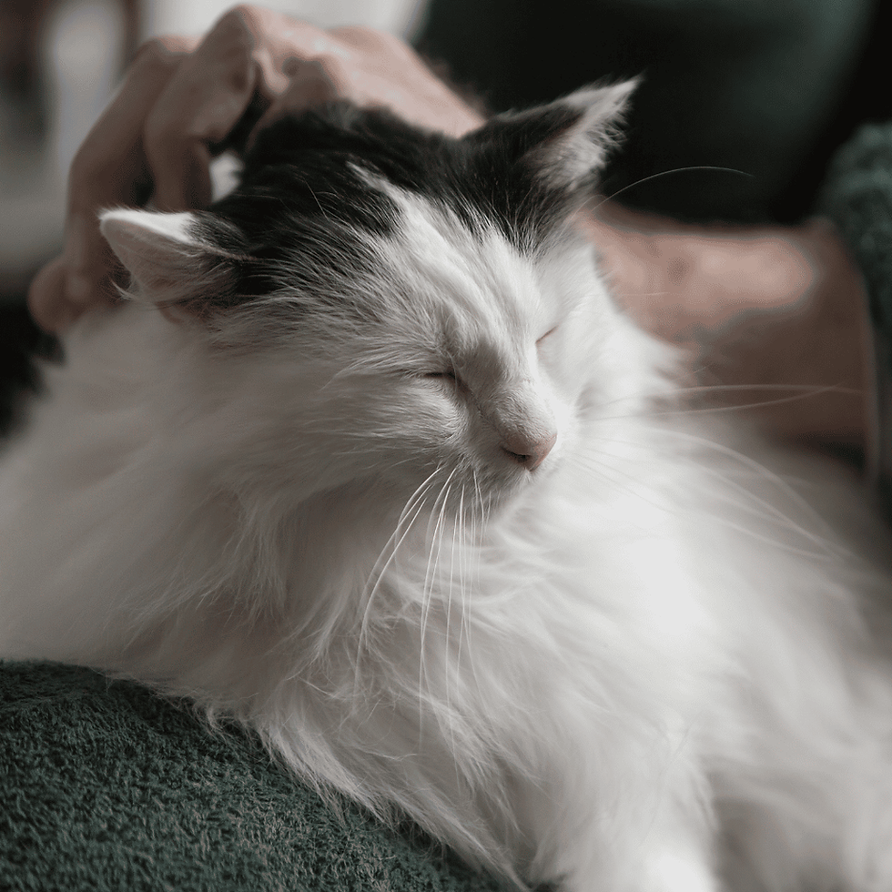 How Care Fur Pawz Supports Senior Pets