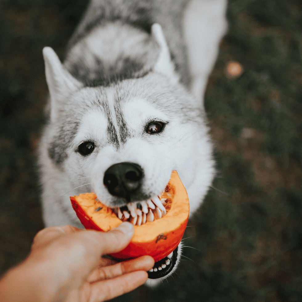 Is Pumpkin Safe for Dogs?