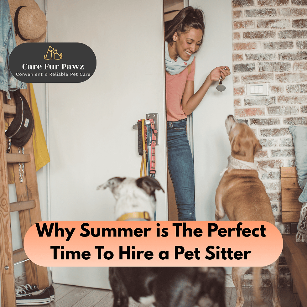 Why Summer Is The Perfect Time To Hire a Pet Sitter