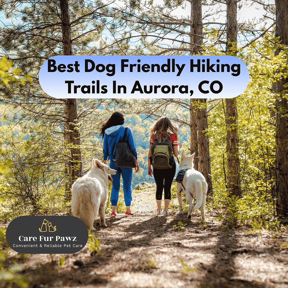 Best Dog Friendly Hiking Trails In Aurora, CO