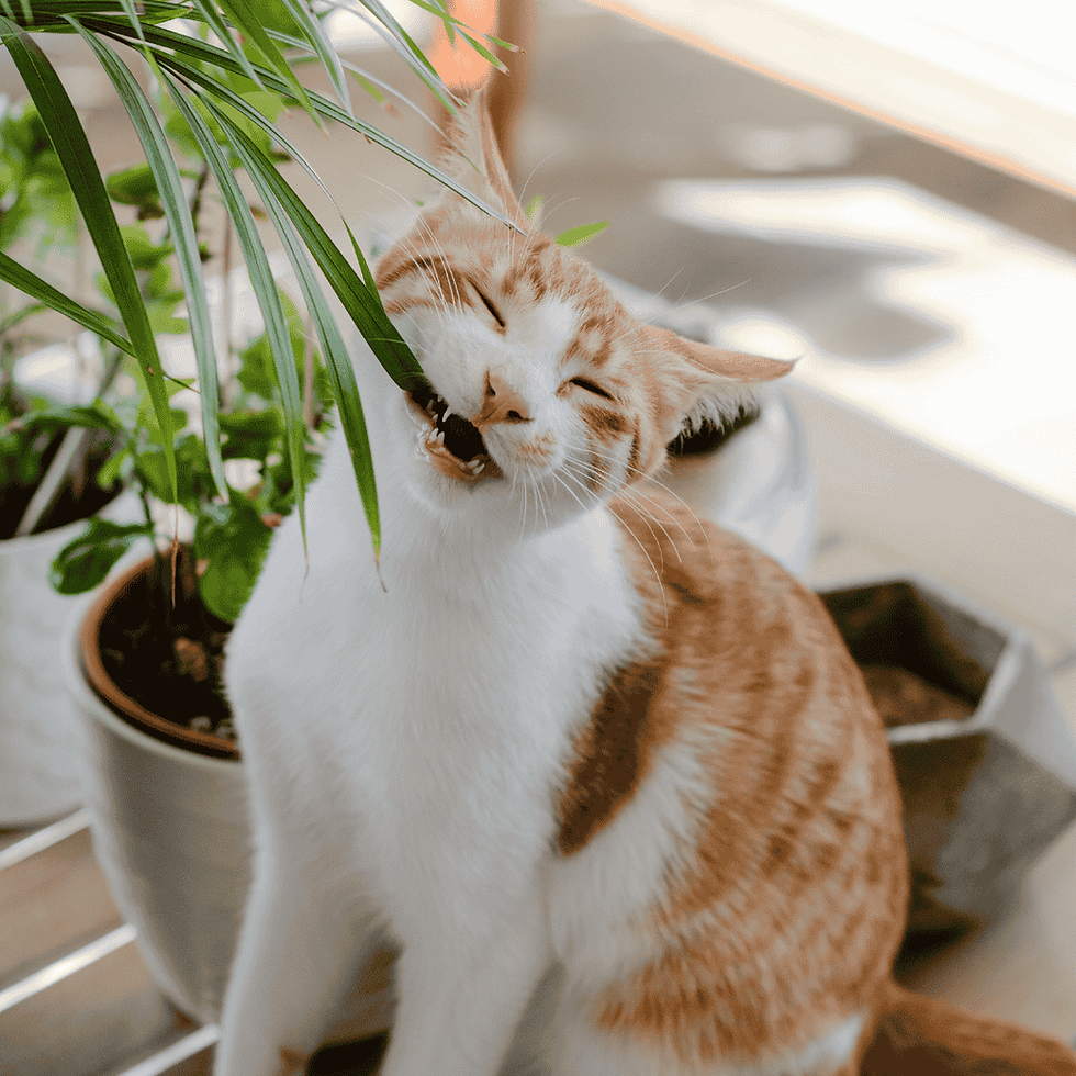 Safety Around Winter Hazards