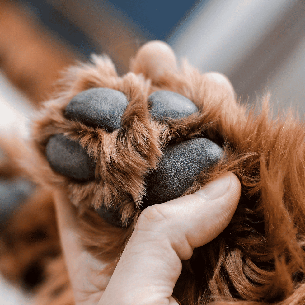 Protecting Paws and Sensitive Skin