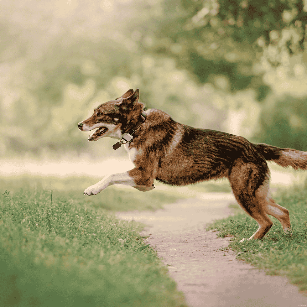 Why Are GPS Trackers Helpful for Pet Safety?