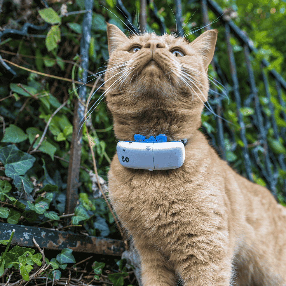 What Are Pet GPS Trackers?