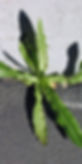 weed control spray management removal cairns.jpg