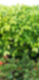 hedge trimming maintenance cairns.jpg