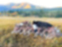 duck%20pile_edited.jpg