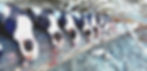 Old%252520squaw_edited_edited_edited.jpg
