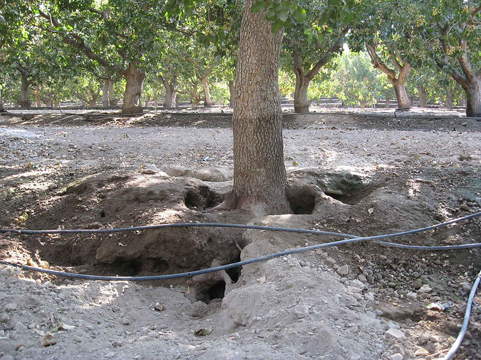 Ground Squirrel Burrow