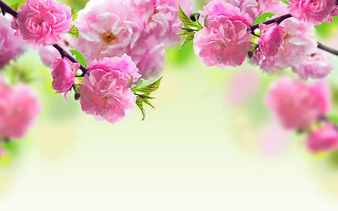 Free-Flower-Wallpaper-High-Resolution.jpg