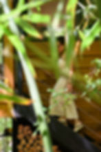 Cabana Sitio Pangaia