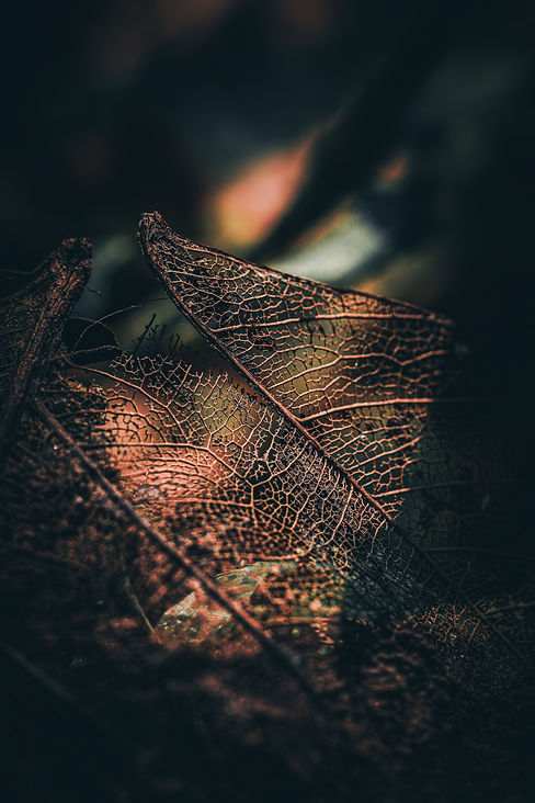 pexels-vineet-singh-2163689053-39448512.jpg