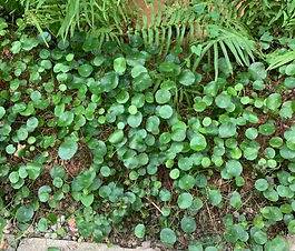 pennywort