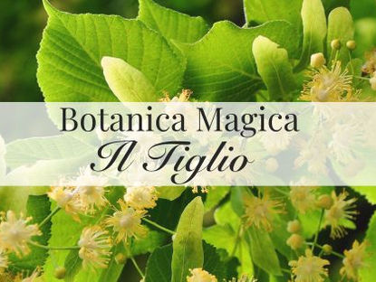 Proprietà magiche del Tiglio