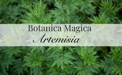 Proprietà magiche dell'artemisia