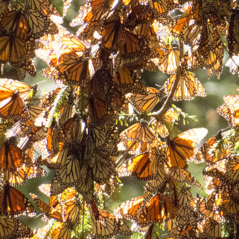 La Mariposa Monarca, una especie que merece un santuario