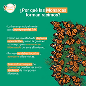 ¿Por qué las mariposas forman racimos?