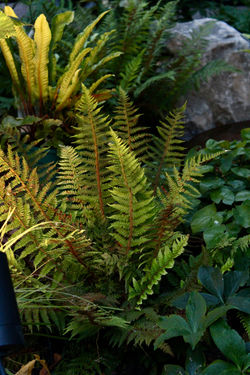 Polystichum setiferum fern at night.jpeg