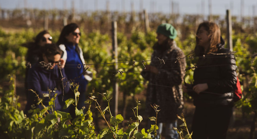 Women's Active Wine & Food Tour.jpg