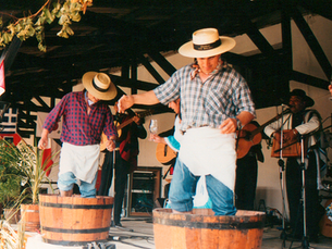 Chile: Juicy Carménère Harvest Experience