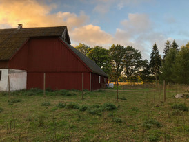IMG_5484.jpg