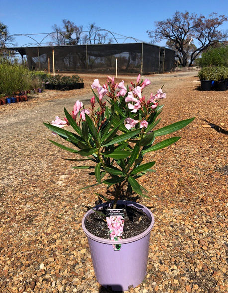 Weekly Update 19/04/19