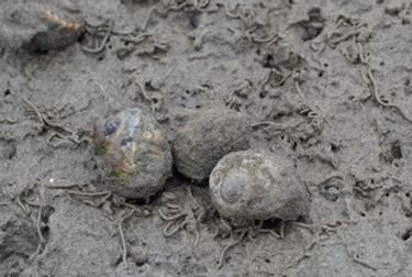 Screenshot 2024-01-27 203128mud3.jpg