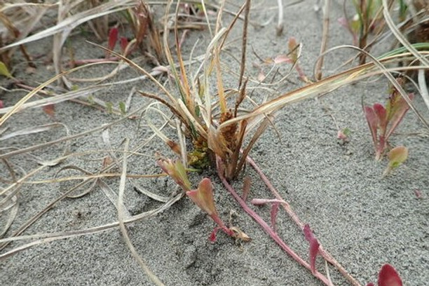 strand sed1.jpg