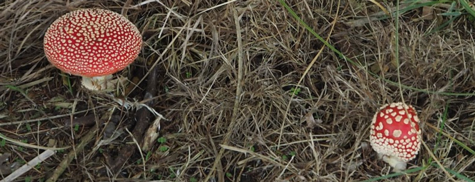 fly agaric.jpg