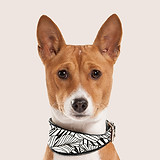 Dog Portrait