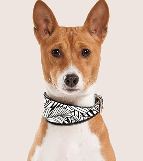 Dog Portrait