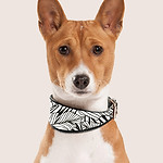 Portrait de chien