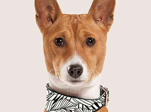 Dog Portrait