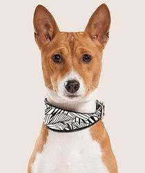 Dog Portrait