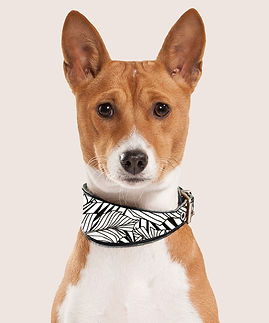 Dog Portrait