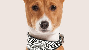 Barking For Attention