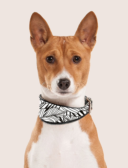 Dog Portrait