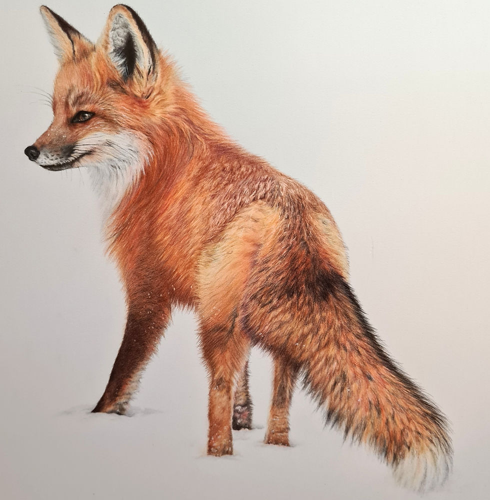 Fox in the snow drawing