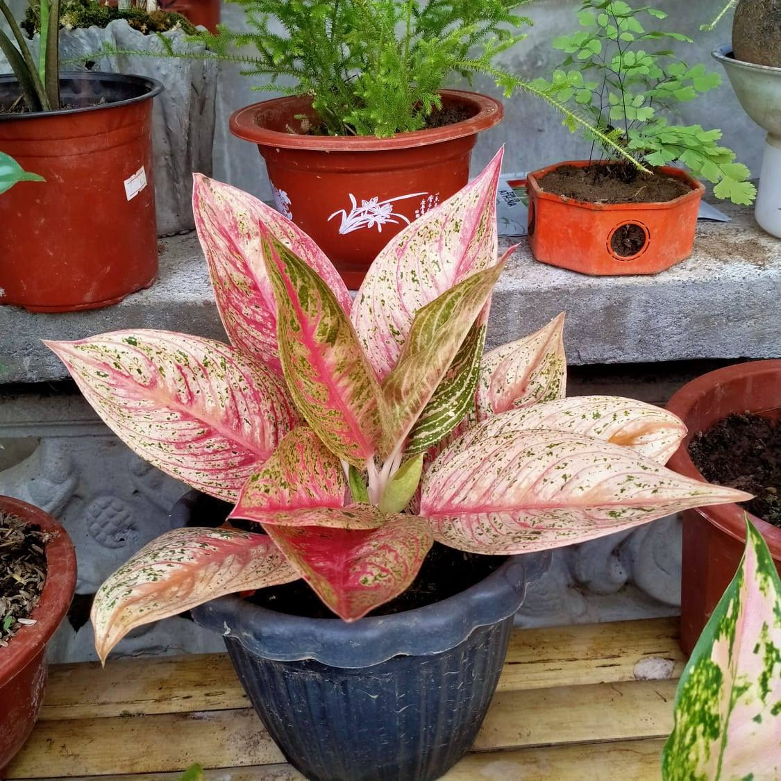 Red Plant